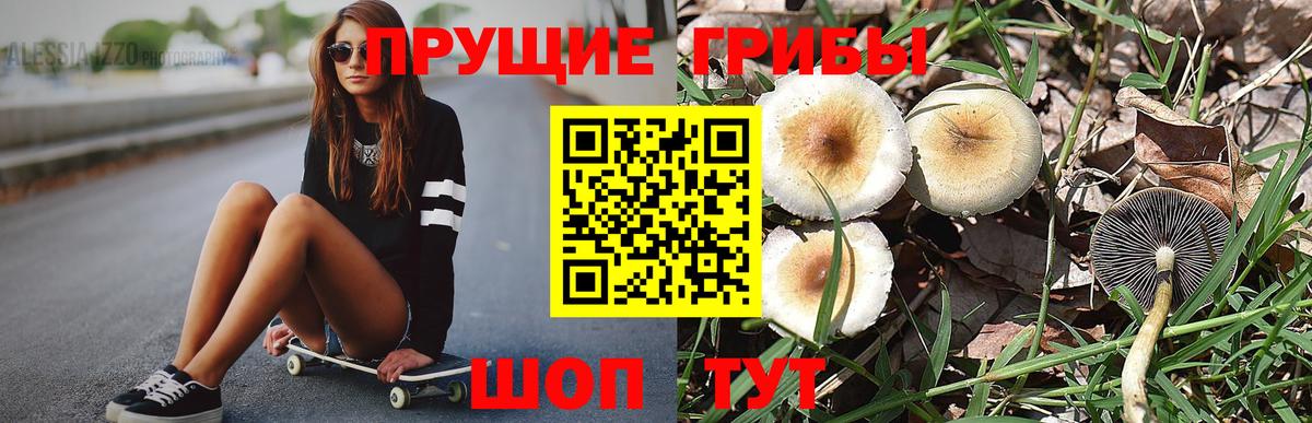 Галлюциногенные грибы Psilocybine cubensis Лесосибирск